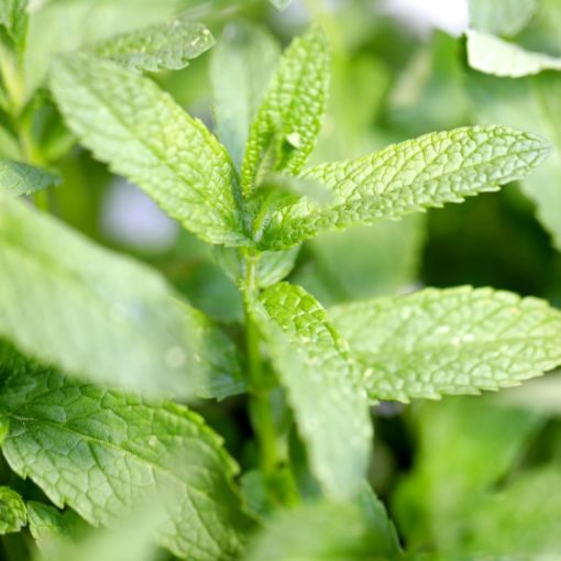 5 astuces naturelles contre la migraine