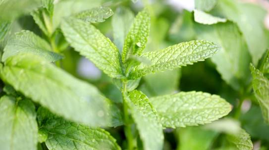 5 astuces naturelles contre la migraine ????
